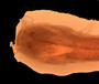 Phreatobias cisternarum FMNH 58580 syn dh
